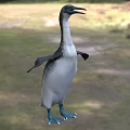 Flying Animal 3D Model Penguin Standing On Grassy Field With Blurred Background