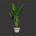 Green Indoor Plant With Large Leaves In White Pot And Gray Background