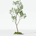 Arbor With Green Leaves Branches Trunk And Small Grass On White Background 3d model