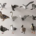 Collection of Various Flying Animals Such as Seagulls Pigeons Ducks Swans and Ducklings