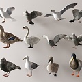 Modern Pigeon Animals 3d model