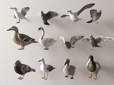 Collection of Various Flying Animals Such as Seagulls Pigeons Ducks Swans and Ducklings 3d model
