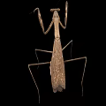 Brown Mantis Insect With Long Legs And Extended Front Limbs On Black Background 3d model