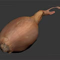 Fresh Whole Orange Red Onion on Dark Background with Natural Shine