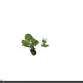 Various Plant Illustrations with Different Colors Shapes and Foliage on Dark Background