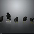 Five Dark Birds Standing Different Positions With White Pedestal Gray Background 3d model