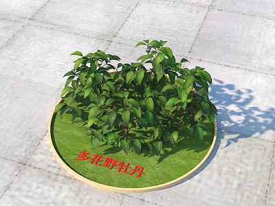 Lush Spring Wild Peony Plant with Green Leaves in Circular Planter 3d model