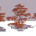 Modern Maple Red Maple 3d model