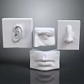 Medical Instruments Anatomical Models For Human Sensory Organs Ear Eye Nose Mouth Educational Training