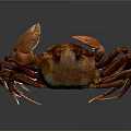Vibrant Red Crab With Detailed Claws And Long Legs On Shiny Surface