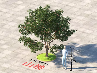 Garden Landscape Featuring 8 Meters Tall Hawthorn Tree Green Lawn And Gray Paving Tiles 3d model