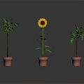Different Types of Potted Plants Including Sunflower and Green Leafy Varieties in Clay Pots