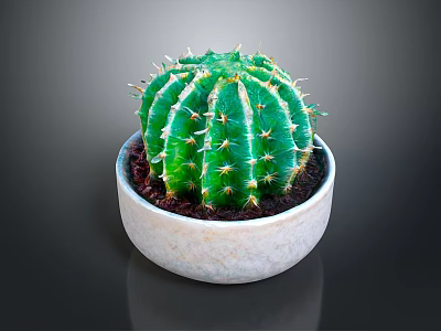 Healthy Green Cactus Plant in White Ceramic Pot for Indoor Decor 3d model