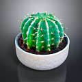 Healthy Green Cactus Plant in White Ceramic Pot for Indoor Decor