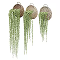 Wicker Hanging Basket Plants With Trailing Green Vines For Indoor Home Decor