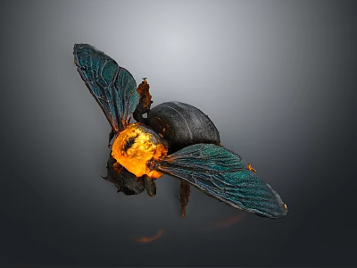 Detailed Bee With Black Body Orange Head And Iridescent Blue Green Wings 3d model