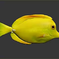 Vibrant Yellow Fish with Orange Fins and Sleek Body on Gray Background with Reflection