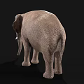 Realistic Gray Elephant With White Tusks Standing On Black Background 3d model