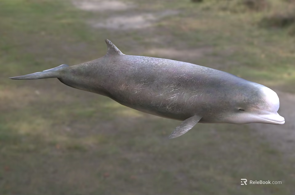 Gray Aquatic Dolphin With Dorsal Fin Swimming In Natural Marine Habitat 3d model 