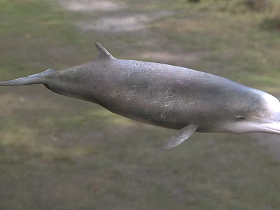 Gray Aquatic Dolphin With Dorsal Fin Swimming In Natural Marine Habitat 3d model