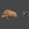 Closeup View Of Cicada Exuvia And Colorful Rubik's Cube On Gray Background