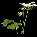 White Flowering Plant with Large Green Leaves and Small Clustered White Flowers on Single Stem