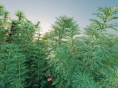 Lush Green Shrubs With Feathery Foliage In Sunlit Outdoor Garden Setting 3d model