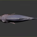 Colorful Fish With White Body Red Head Large Eyes And Purple Tail In Gray Background