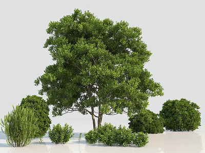 Tall Arbor Tree Surrounded by Lush Shrubs and Small Green Plants 3d model