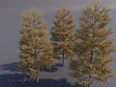 Three Golden Yellow Leaf Autumn Trees With Tall Trunks And Lush Canopies 3d model