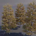Three Golden Yellow Leaf Autumn Trees With Tall Trunks And Lush Canopies