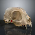 Animal Skull Organ Specimen With Red Marker Number 197 03 And Dental Structure