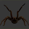 Brown Spider with Large Body and Eight Long Legs on Gray Background