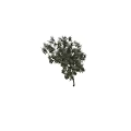 Arbor With Lush Variegated Foliage And Slender Trunk Against Dark Background With Human Silhouette
