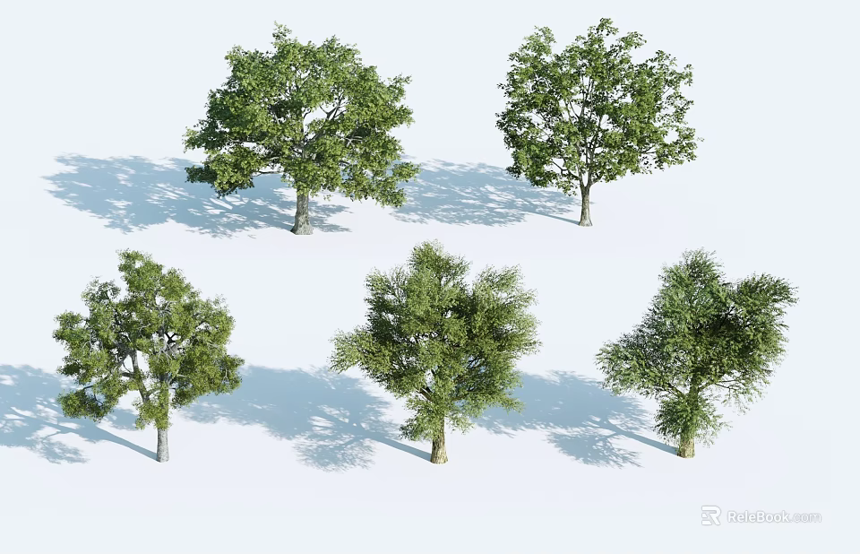 Five Arbor Trees With Various Forms Green Foliage And Shadows On White Background 3d model
