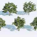 Five Arbor Trees With Various Forms Green Foliage And Shadows On White Background 3d model