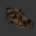Detailed Animal Skull Specimen With Natural Bone Structure On Black Background