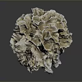 Aquatic Animals Thrive In Natural Coral Reef With Intricate White Brown Design