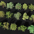 Diverse Arbor Trees Collection with Various Foliage Shapes and Sizes 3d model