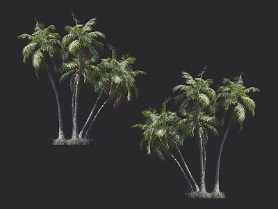 Lush Green Palm Trees With Multiple Tall Trunks And Dense Foliage In Natural Landscape 3d model