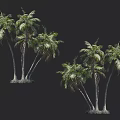 Lush Green Palm Trees With Multiple Tall Trunks And Dense Foliage In Natural Landscape