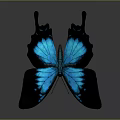 Blue and Black Butterfly with Iridescent Wings on Gray Gradient Background