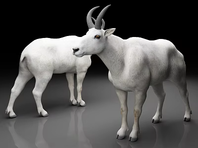 Two White Goats Standing In Realistic 3D Render With Reflective Floor 3d model