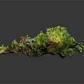Lush Green Plants Surrounding Tree Stump With Small Blue Water Puddle And Moss