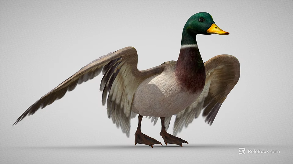 Duck With Green Head Yellow Beak Brown And White Body Spread Wings Standing 3d model 
