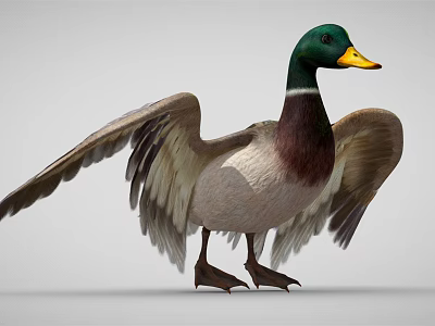 Duck With Green Head Yellow Beak Brown And White Body Spread Wings Standing 3d model