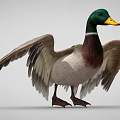 Duck With Green Head Yellow Beak Brown And White Body Spread Wings Standing