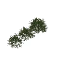 Lush Green Shrubs With Vibrant Red Berries For Outdoor Garden Landscaping
