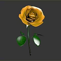 Orange Rose With Layered Petals And Green Leaves On Gradient Background