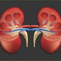 Detailed 3D Anatomical Model of Human Kidneys with Internal Structures and Blue Blood Vessels
